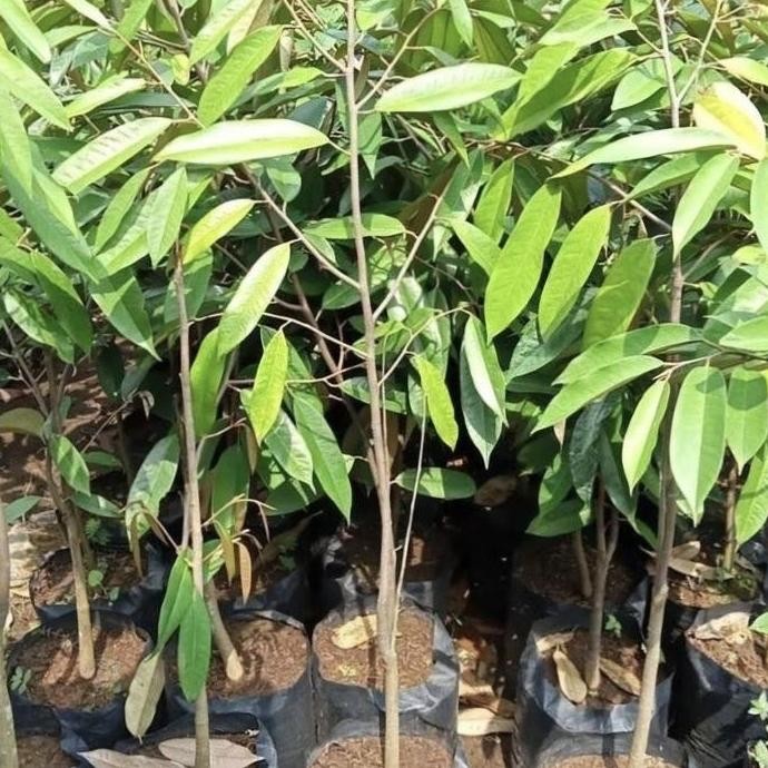 

Terlaris Bibit Pohon Durian Merah Super / Bibit Tanaman Pohon Buah Durian Okulasi