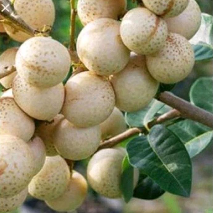 

Terlaris Benih Bibit Kelengkeng Aroma Durian