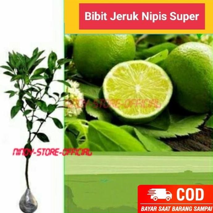 

Terlaris Sudah Berbunga Bibit Tanaman Buah Jeruk Nipis Okulasi Siap Berbuah
