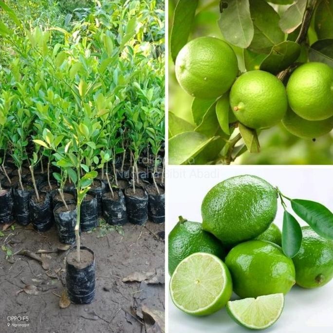 

Terlaris Bibit Jeruk Herbal Jeruk Nipis Siap Berbuah Hasil Stek / Okulasi