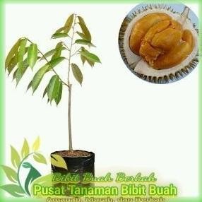 

Terlaris Bibit Durian Ochi/Duri Hitam Kaki Tunggal Hasil Okulasi