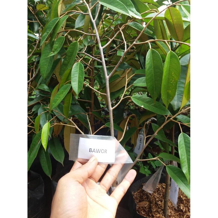 

Terlaris Pohon Durian, Pohon Duren, Bibit Pohon Buah Durian Bawor, Musang King