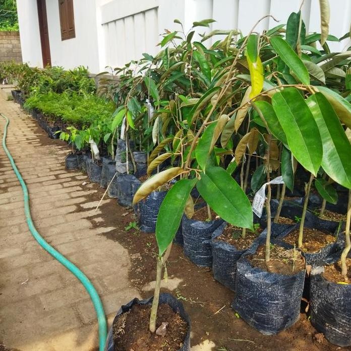 

Terlaris Bibit Buah Durian B24