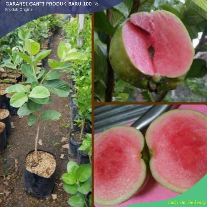 

Terlaris Bibit Jambu Kristal Merah Super Murah