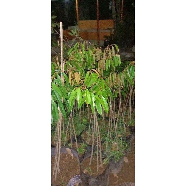

Terlaris Bibit Durian Monthong Kaki 3
