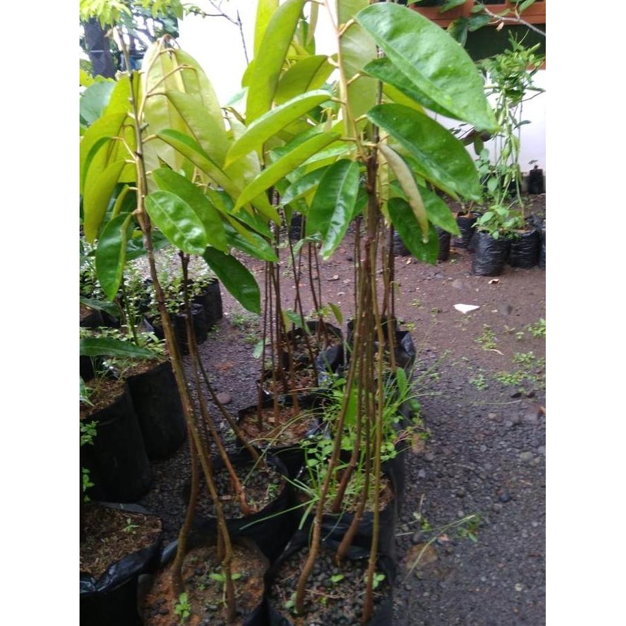 

Terlaris Bibit Durian Merah Kaki Tiga - Kualitas Unggul - Siap Tanam