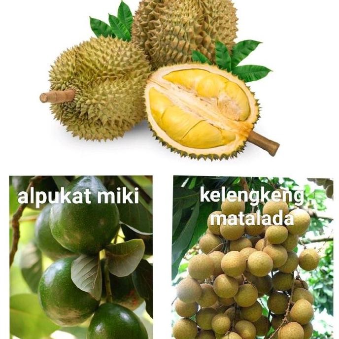 Terlaris Paket Hemat 3 Jenis Bibit Durian Montong, Alpukat Miki,Kelengkeng Matalada Berkualitas Arti