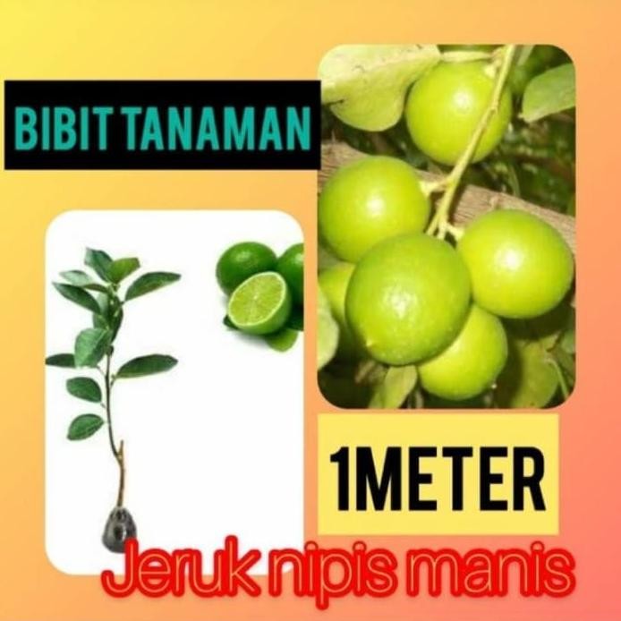 

Terlaris Bibit Jeruk Nipis Manis 1 Meter Up Kondisi Pernah Berbua Pabtli 7649Xw