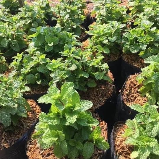 

Terlaris Bibit Tanaman Daun Mint Herbal