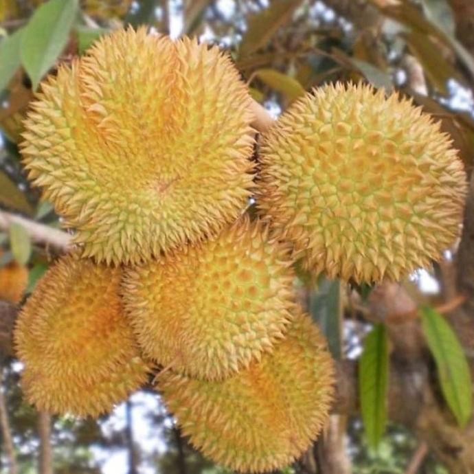 

Terlaris Bibit Buah Durian Matahari - Pohon Durian Berkualitas Unggul