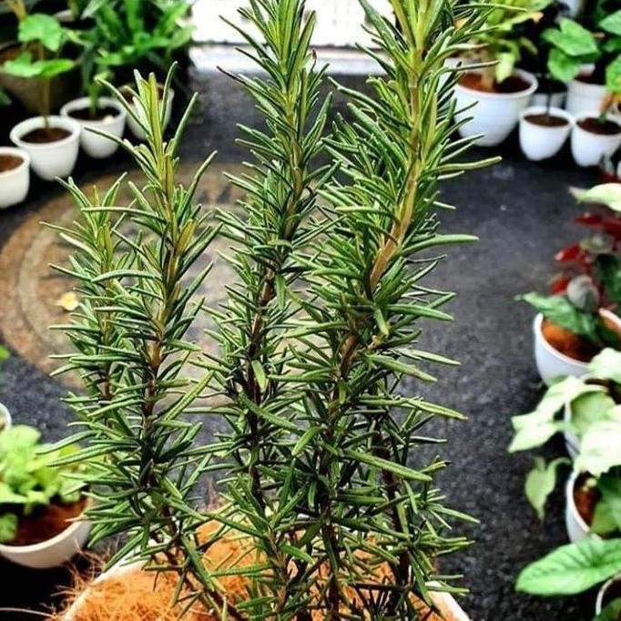 

Terlaris Bibit Tanaman Hias Pengusir Nyamuk Rosemary - Wangi