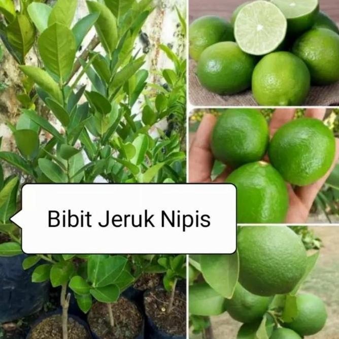 

Terlaris Bibit Pohon Jeruk Nipis Tanaman Buah Herbal Bbbb