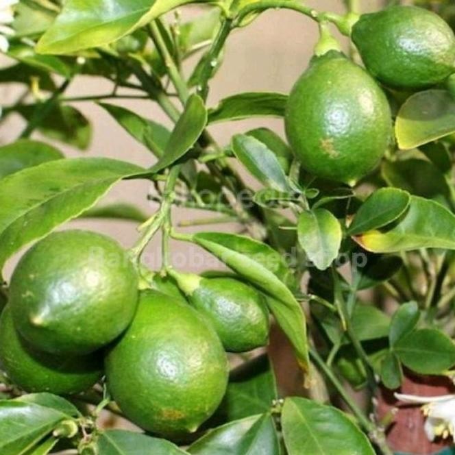 

Terlaris Bibit Tanaman Jeruk Nipis Super Cccc