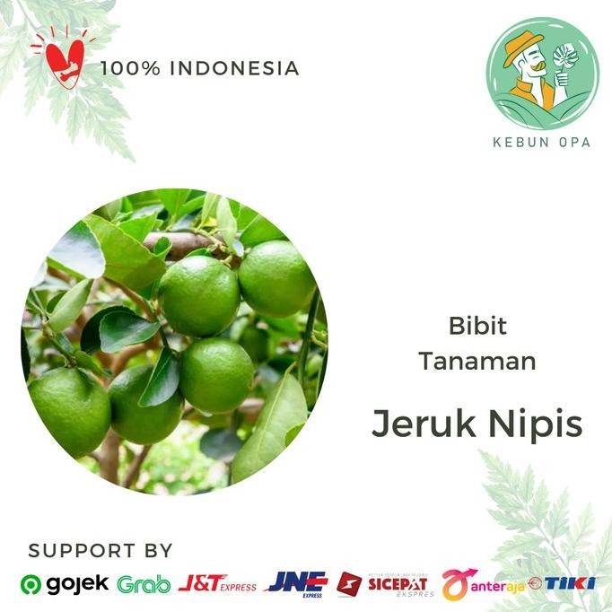 

Terlaris Bibit Tanaman Buah Jeruk Nipis Bergaransi Cccc