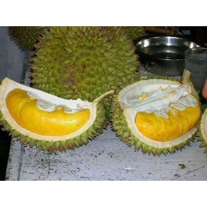

Terlaris Bibit Buah Durian Musangking Asli