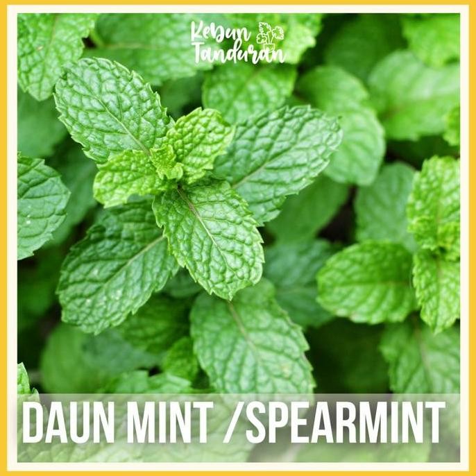 

Terlaris Daun Mint Tanaman Bibit Beli 5 Bonus 1 Untuk Infuse Water