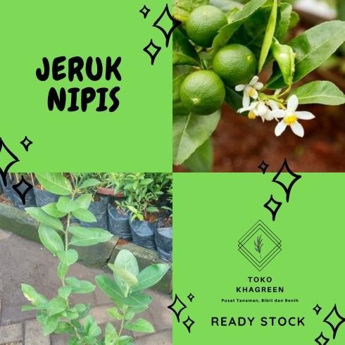 

Terlaris Bibit Pohon Buah Jeruk Nipis - Tanaman Jeruk Nipis Fres