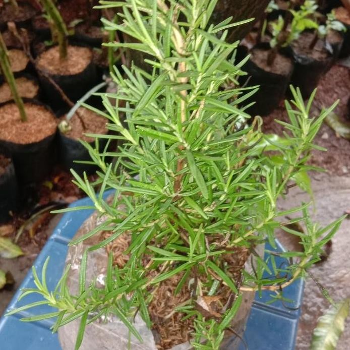 

Terlaris Bibit Tanaman Rosemary