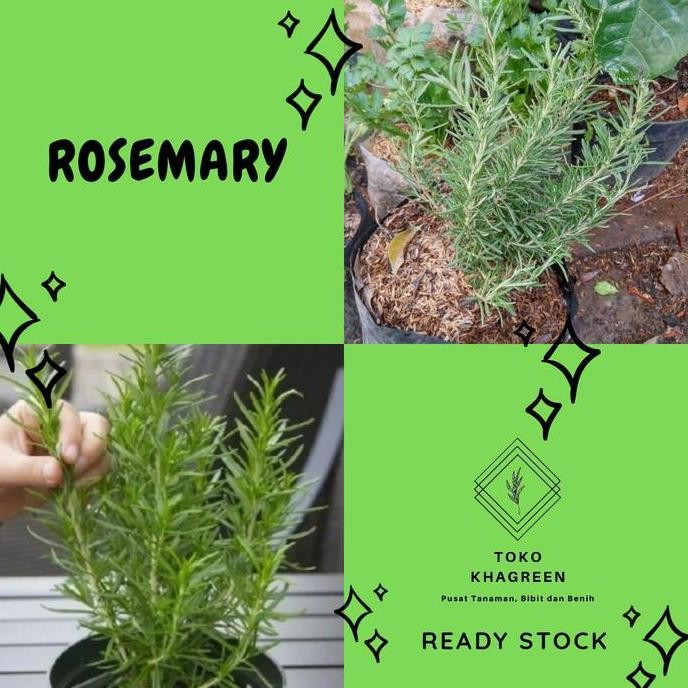 

Terlaris Bibit Tanaman Rosemary - Pohon Rosemary - Tanaman Herbal