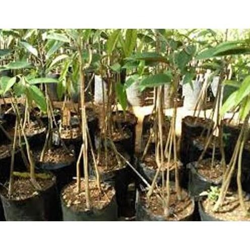 

Terlaris Ready Bibit Tanaman Buah Durian Musang King Kaki Tiga