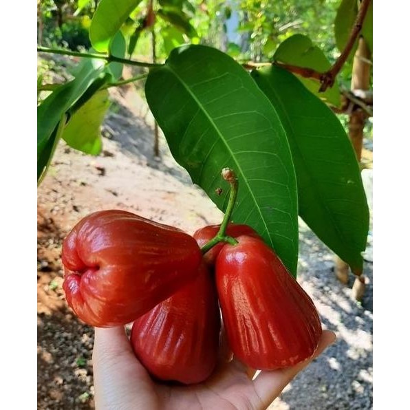 

Terlaris Bibit Jambu Air Merah Delima Demak Terrlaris Aa11