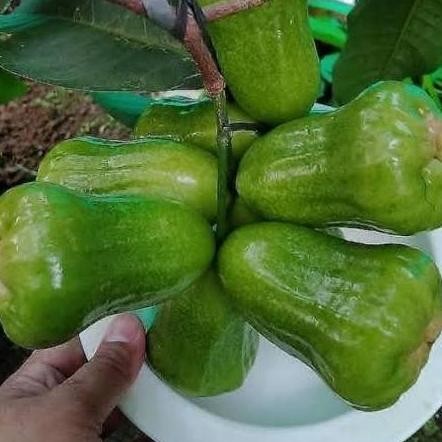 bibit jambu kiojok pohon buah jambu kiojok hasil okulasi