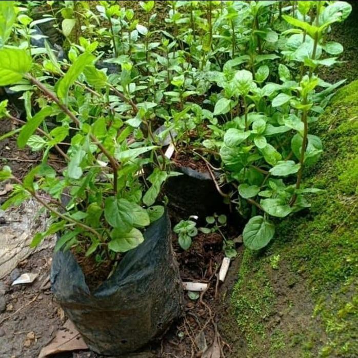 

Terlaris Bibit Tanaman / Pohon Daun Coklat Mint Murah Berkualitas Terbaik