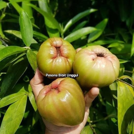 

Terlaris Bibit Tanaman Buah Jambu Air Kingrose Super Unggul