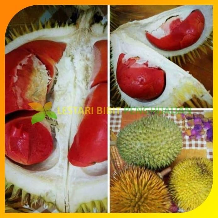 

Terlaris Bibit Durian Montong Merah Kaki 3