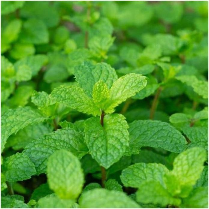 

Terlaris Bibit Tanaman Daun Mint