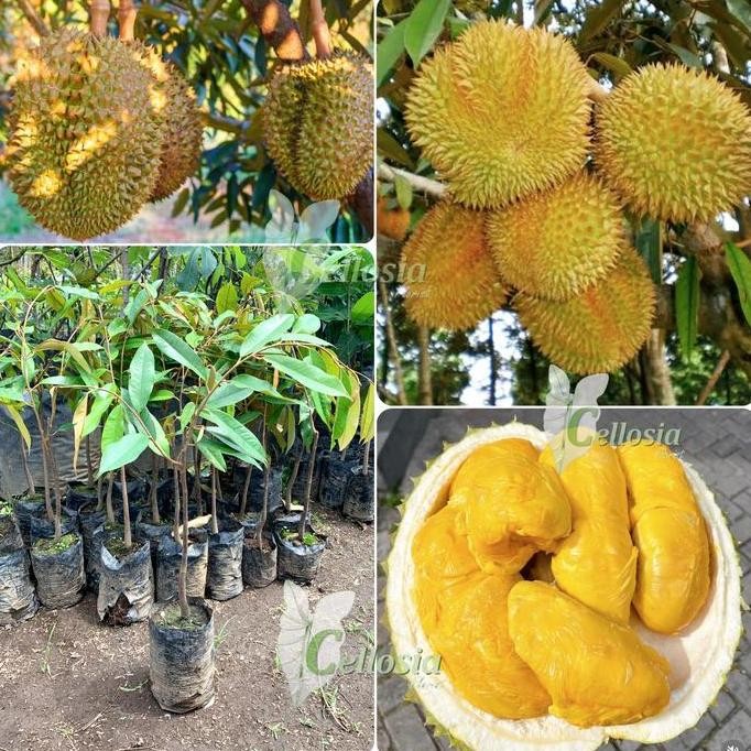 

Terlaris Bibit Tanaman Buah Durian Montong Okulasi
