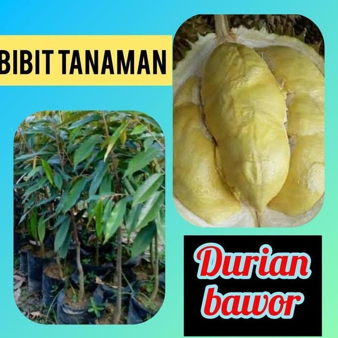 

Terlaris Bibit Durian Bawor