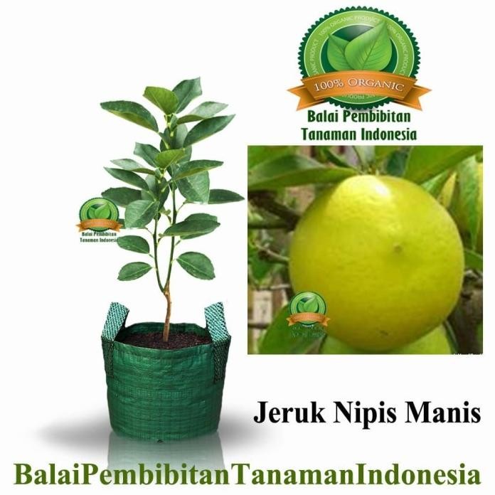 

Terlaris Terlaris Bibit Jeruk Nipis Manis / Bibit Buah / Tanaman Nnn