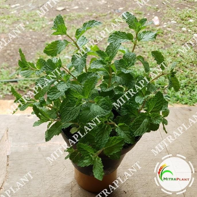 

Terlaris Bibit Pohon Spearmint - Tanaman Daun Mint Menthol - Tanaman Herbal Top