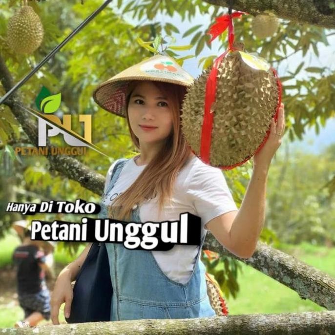 

Terlaris Bibit Durian Bawor Super Unggul