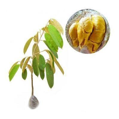 

Terlaris Bibit Durian Musangking