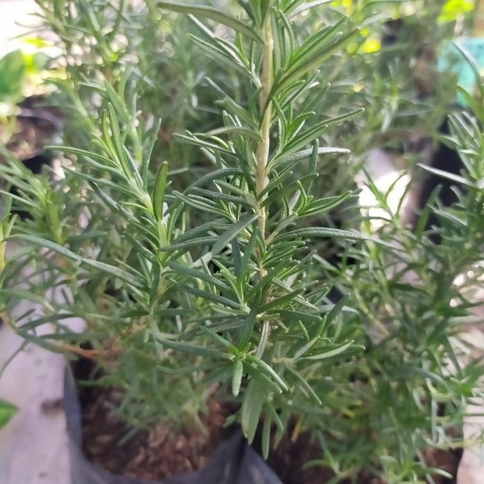 

Terlaris Mur4H1 Bibit Tanaman Rosemary
