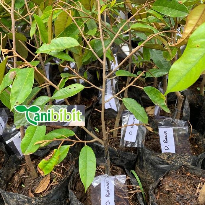 

Terlaris Bibit Buah Durian Bawor Mas Tanaman Hasil Okulasi