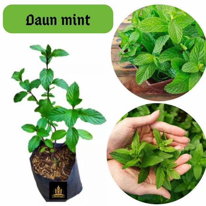 

Terlaris Bibit Daun Mint / Peppermint Bella Bibit