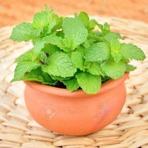

Terlaris Biji Benih Bibit Herbal Daun Mint Spearmint - Aroma Mint Segar