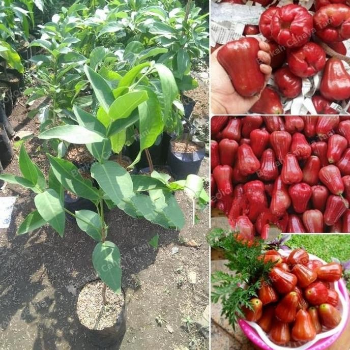 Terlaris Bibit Tanaman Jambu Air Cincalo Merah-Pohon Jambu Cincalo Merah-Bibit