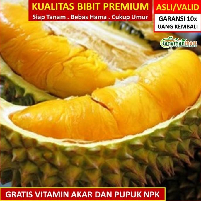 

Terlaris Bibit Tanaman Buah Durian Musang King Unggul, Murah, Bergaransi