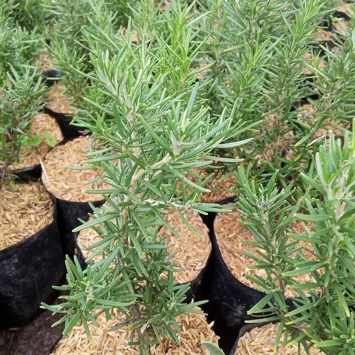 

Terlaris Bibit Rosemary Unggul