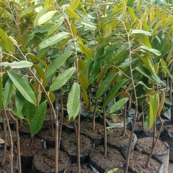 

Terlaris Bibit Durian Bawor Super Besar