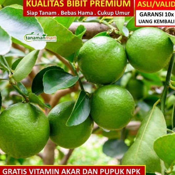 

Terlaris Bibit Tanaman Buah Jeruk Nipis Unggul, , Bergaransi Mmy