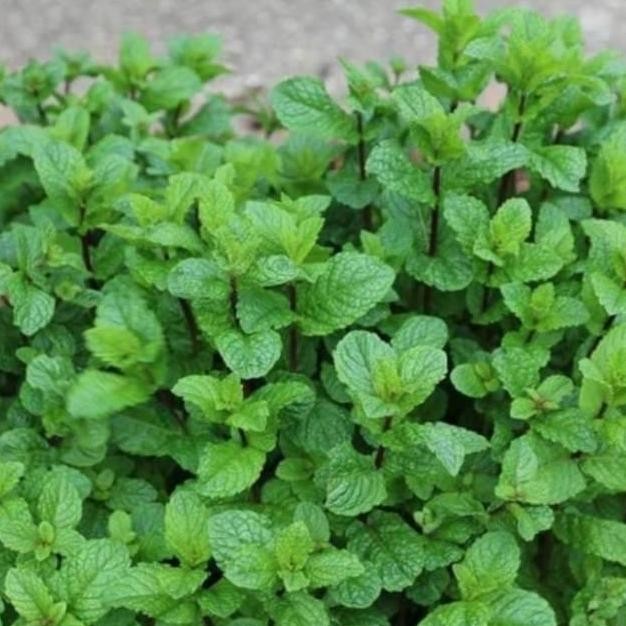 

Terlaris Bibit Daun Mint / Daun Min Paling Dicari