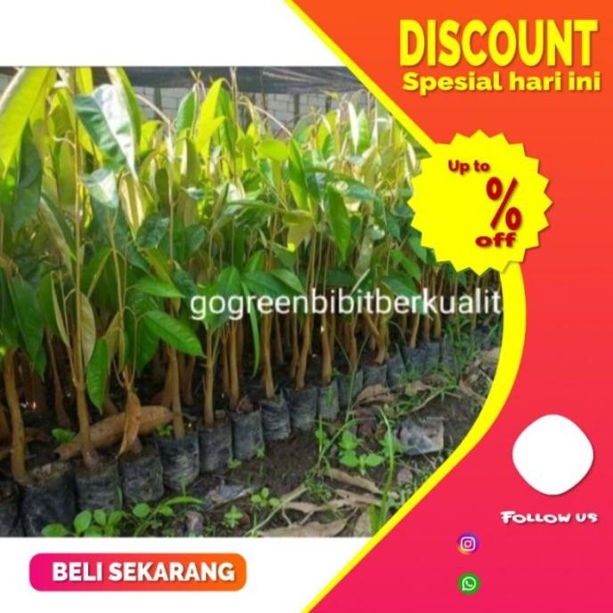 

Terlaris New Bibit Tanaman Buah Durian Sedling Bisa