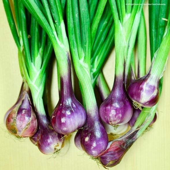 

Terlaris Id | Benih Bawang Merah Lokananta 50 Gram - Bibit Cap Panah Merah 50 Gr