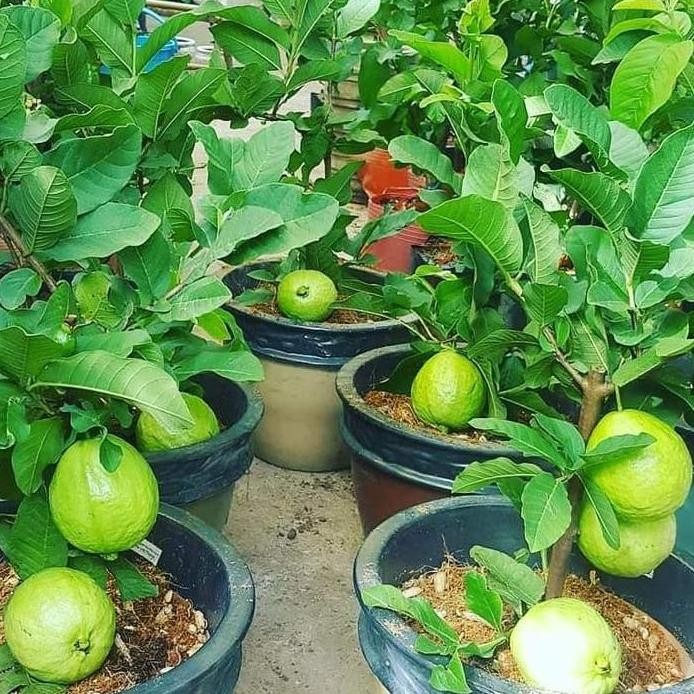 

Terlaris Bibit Jambu Kristal Berbuah/Berbunga