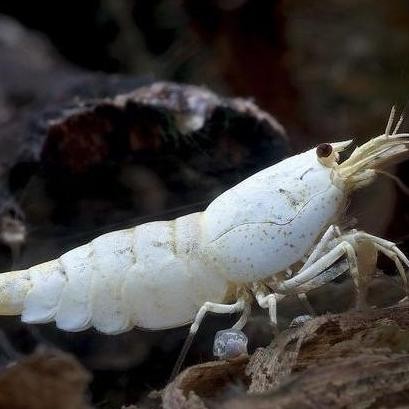 Terlaris Paket Udang Hias Aquarium Aquascape Snow White Bee Shrimp - Golden Bee Shrimp - Udang Hias 